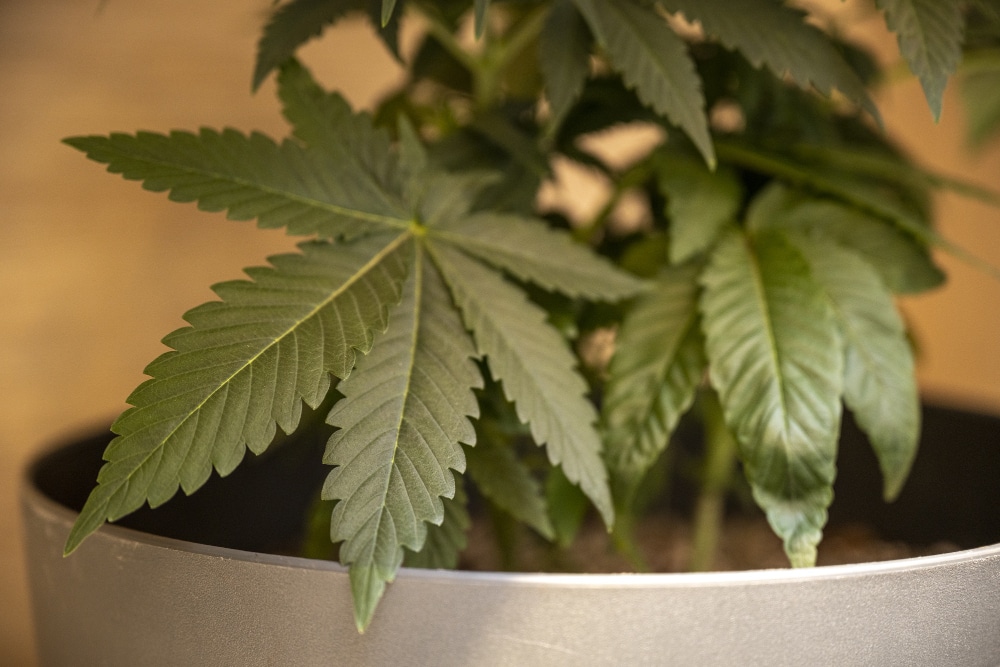 A Dependencia Quimica Se Enquadra A Maconha