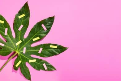 Efeitos Psicologicos da Maconha 2